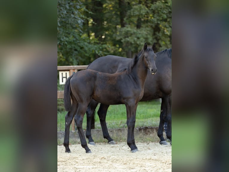 Trakehner Stute Fohlen (05/2026) Schwarzbrauner in Leichlingen
