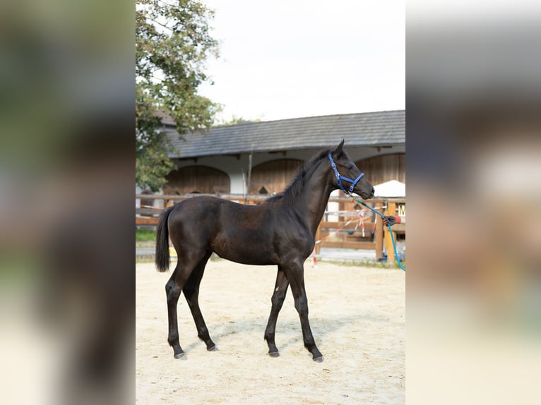 Trakehner Stute Fohlen (05/2026) Schwarzbrauner in Leichlingen