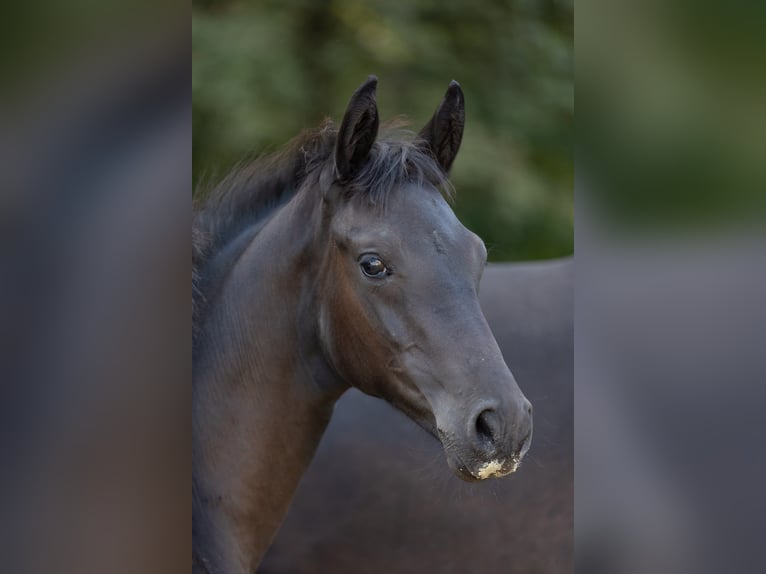 Trakehner Stute Fohlen (05/2026) Schwarzbrauner in Leichlingen