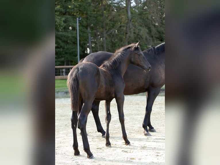 Trakehner Stute Fohlen (05/2026) Schwarzbrauner in Leichlingen