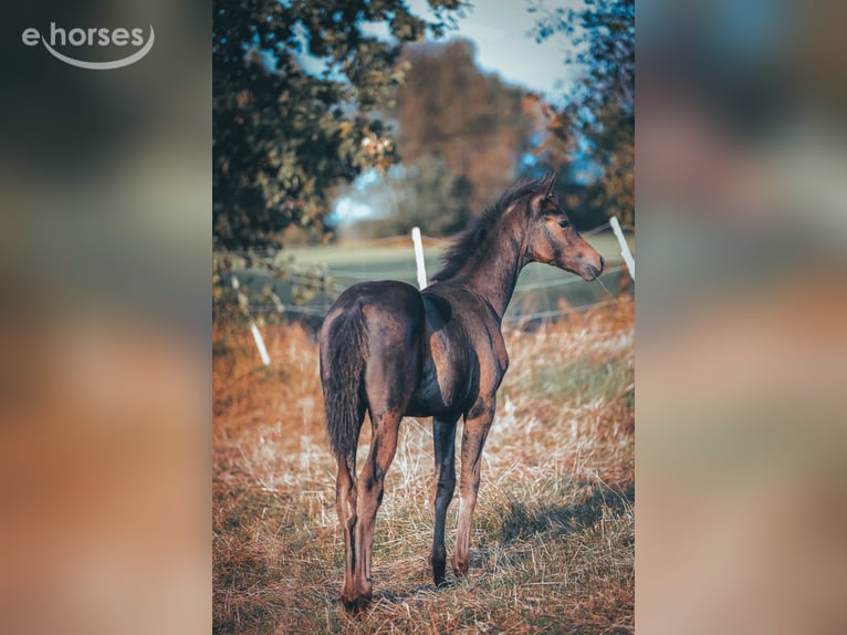 Trakehner Stute Fohlen (06/2026) Schwarzbrauner in Schotten