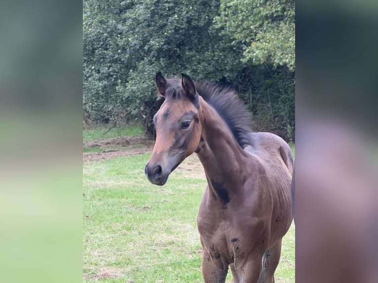 Trakehner Stute Fohlen (06/2026) Schwarzbrauner in Schotten