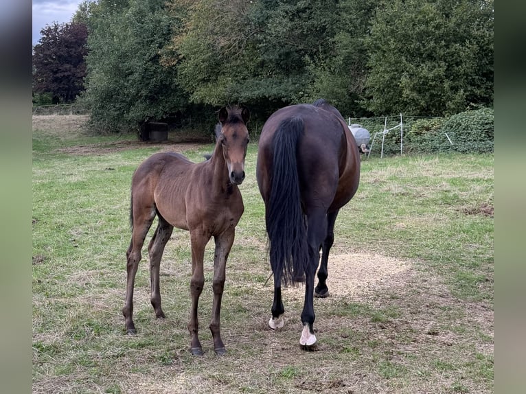 Trakehner Stute Fohlen (06/2026) Schwarzbrauner in Schotten