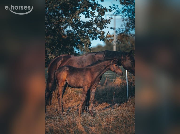 Trakehner Stute Fohlen (06/2026) Schwarzbrauner in Schotten