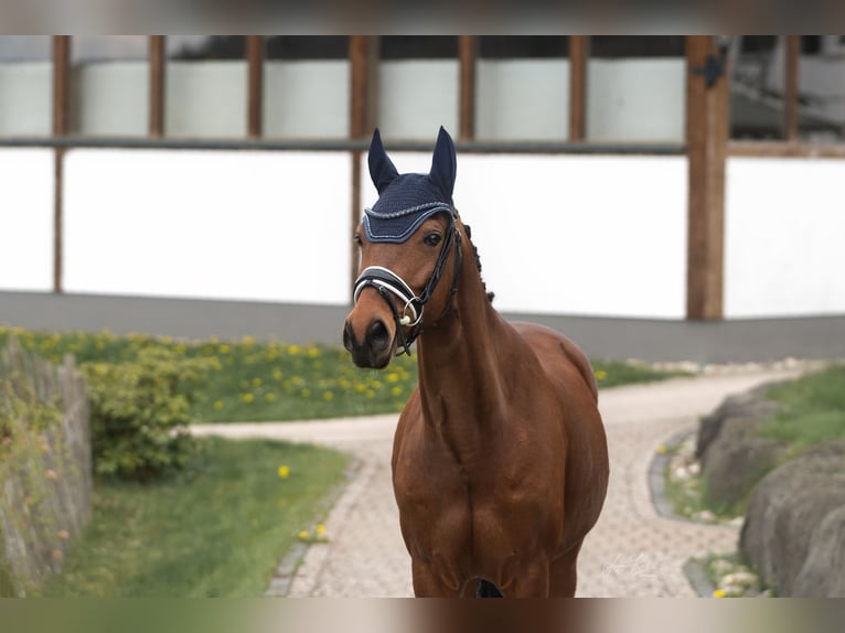 Trakehner Wallach 10 Jahre 160 cm Brauner in Haiger