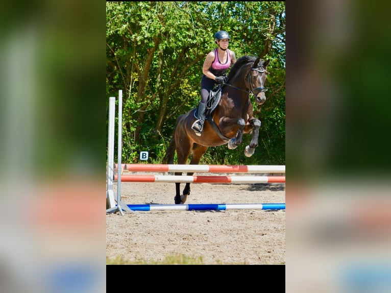 Trakehner Wallach 10 Jahre 160 cm Dunkelbrauner in Hannover
