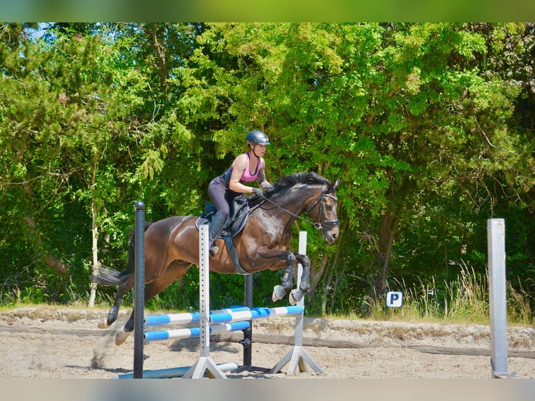 Trakehner Wallach 10 Jahre 160 cm Dunkelbrauner in Hannover