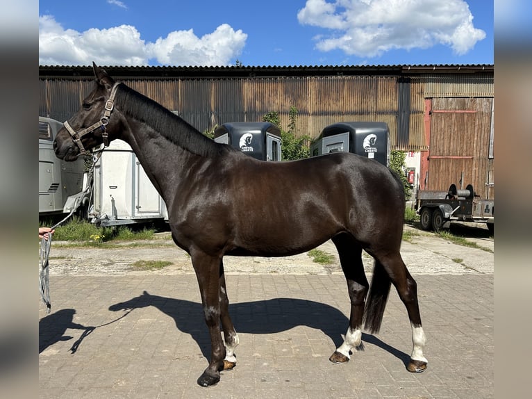 Trakehner Wallach 10 Jahre 164 cm Dunkelfuchs in L&#xF6;wenberger Land