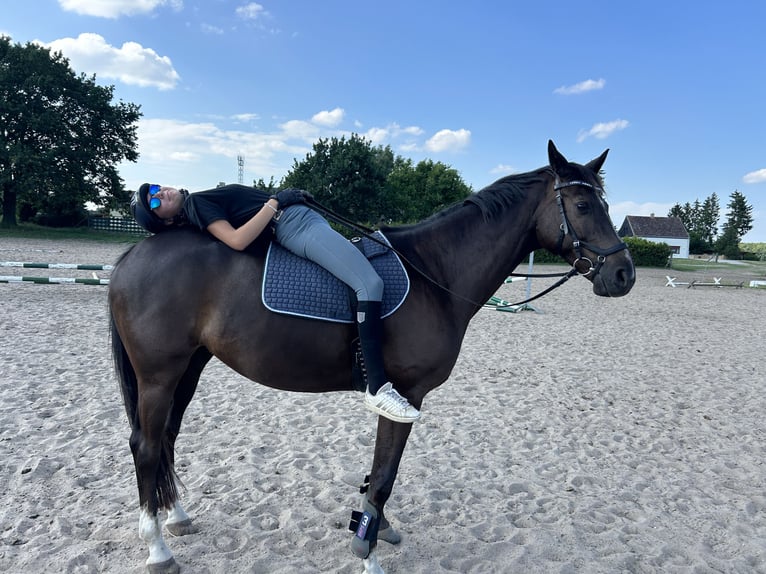 Trakehner Wallach 10 Jahre 164 cm Dunkelfuchs in L&#xF6;wenberger Land