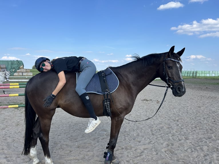Trakehner Wallach 10 Jahre 164 cm Dunkelfuchs in L&#xF6;wenberger Land