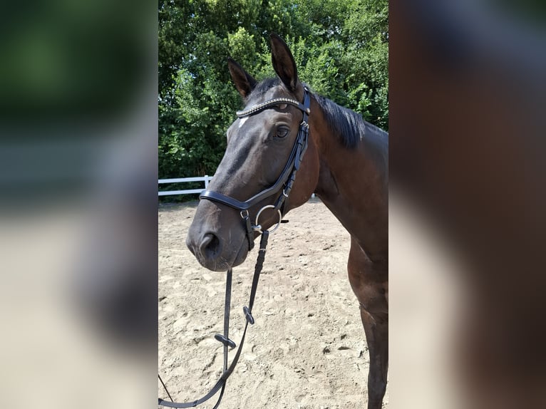 Trakehner Wallach 10 Jahre 166 cm Dunkelbrauner in Philippsthal (Werra)