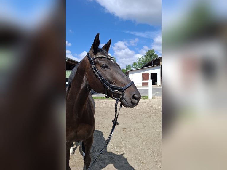 Trakehner Wallach 10 Jahre 166 cm Dunkelbrauner in Philippsthal (Werra)