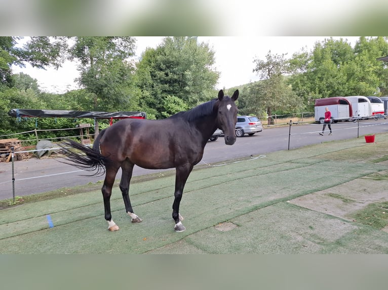 Trakehner Wallach 10 Jahre 166 cm Dunkelbrauner in Philippsthal (Werra)