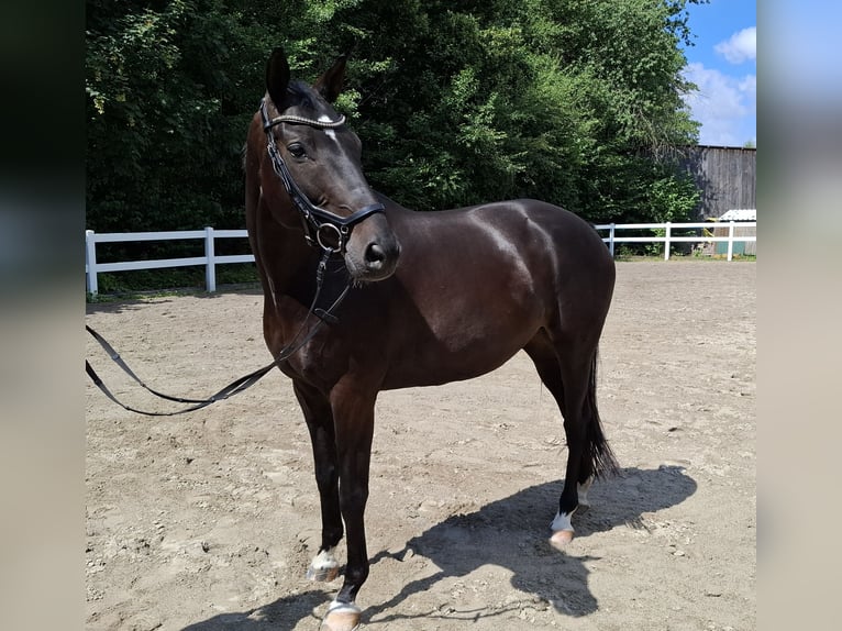 Trakehner Wallach 10 Jahre 166 cm Dunkelbrauner in Philippsthal (Werra)