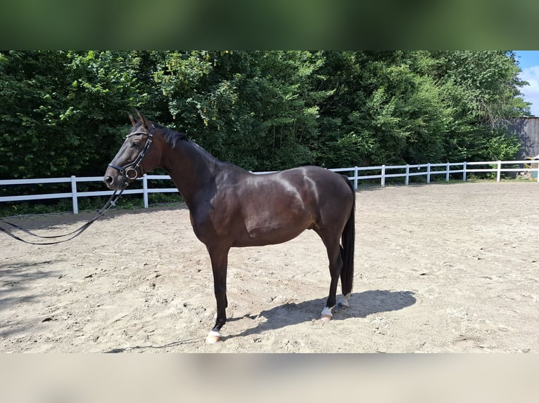 Trakehner Wallach 10 Jahre 166 cm Dunkelbrauner in Philippsthal (Werra)