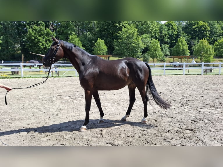 Trakehner Wallach 10 Jahre 166 cm Dunkelbrauner in Philippsthal (Werra)