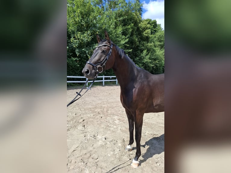 Trakehner Wallach 10 Jahre 166 cm Dunkelbrauner in Philippsthal (Werra)