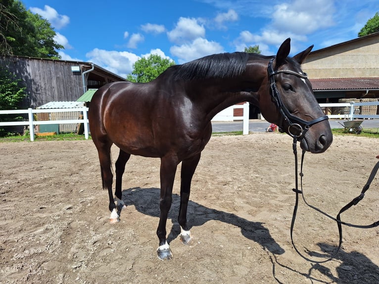 Trakehner Wallach 10 Jahre 166 cm Dunkelbrauner in Philippsthal (Werra)