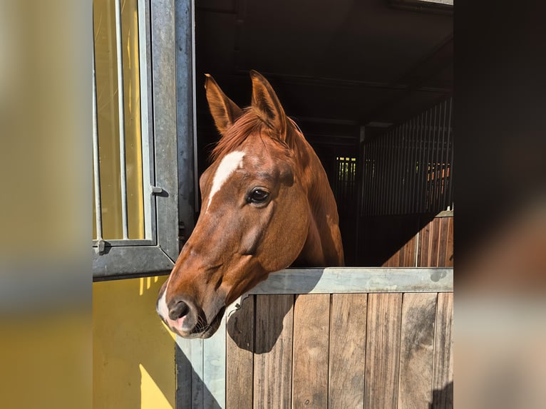 Trakehner Wallach 10 Jahre 166 cm Fuchs in Wörmlitz