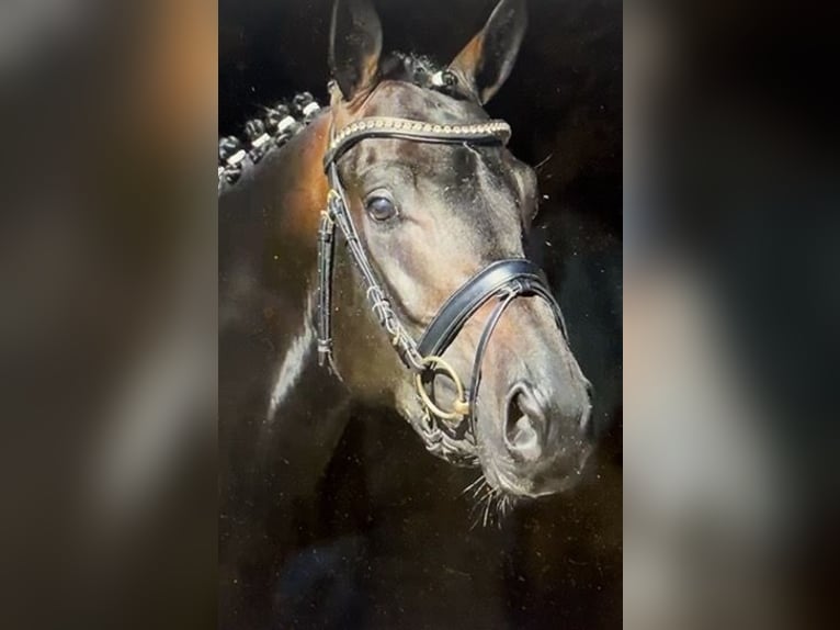 Trakehner Wallach 10 Jahre 167 cm Dunkelbrauner in Pill