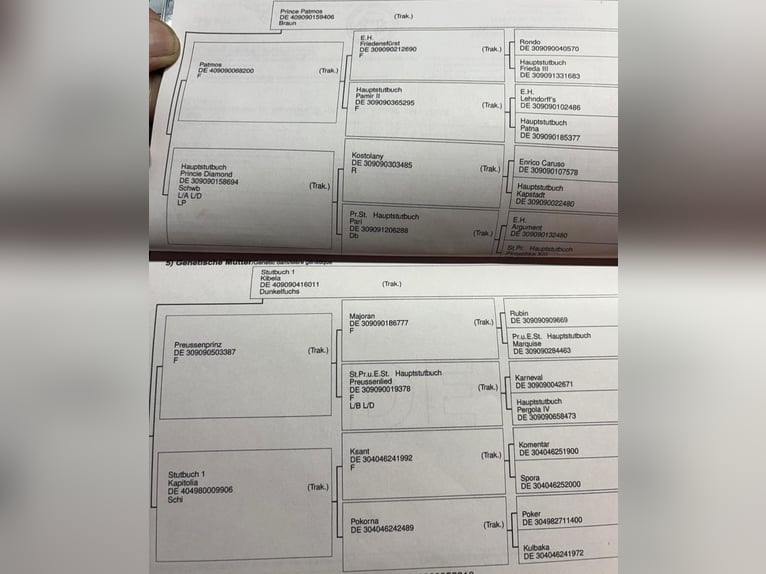 Trakehner Wallach 10 Jahre 167 cm Fuchs in Wörmlitz