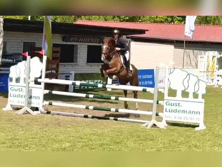 Trakehner Wallach 10 Jahre 167 cm Fuchs in Wörmlitz