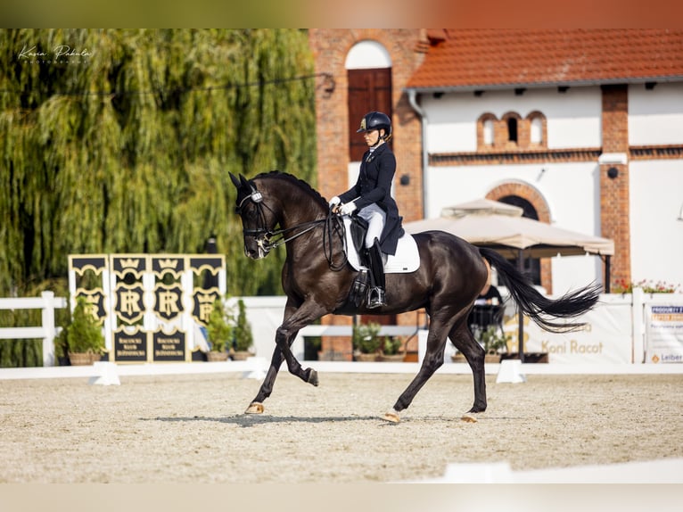 Trakehner Wallach 10 Jahre 167 cm Rappe in Puszcza Maria&#x144;ska