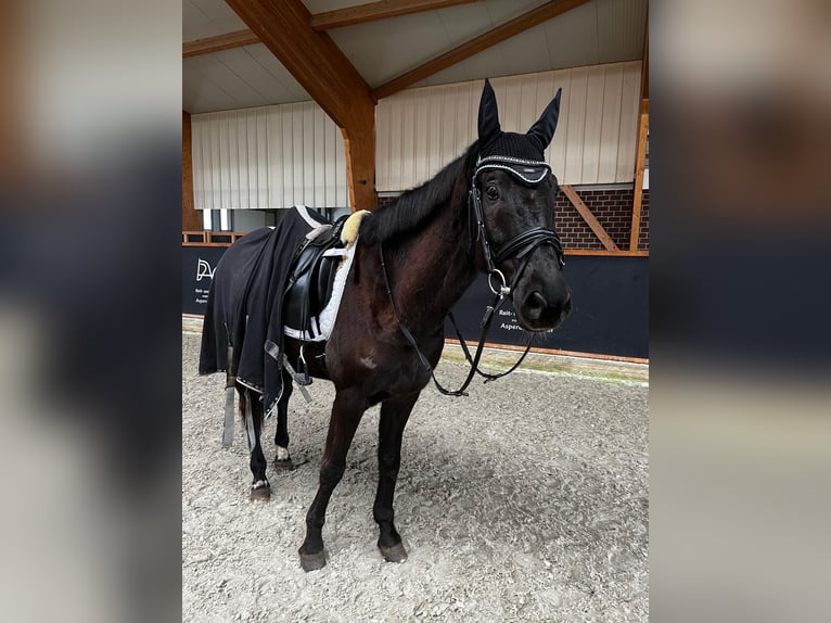 Trakehner Wallach 10 Jahre 167 cm Schwarzbrauner in Kleve