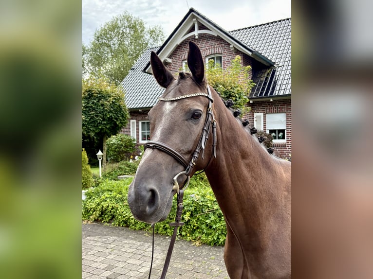 Trakehner Wallach 10 Jahre 168 cm Dunkelfuchs in W&#xE4;chtersbach