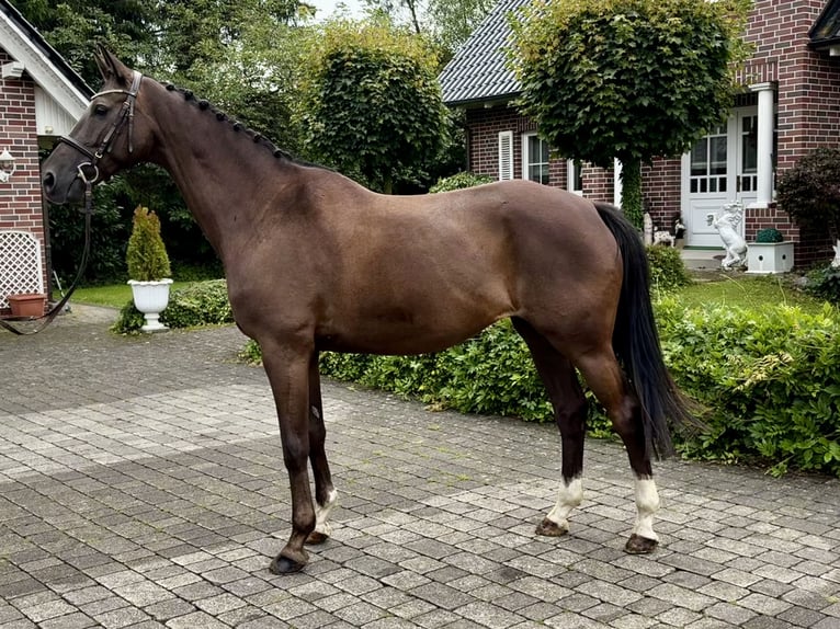 Trakehner Wallach 10 Jahre 168 cm Dunkelfuchs in W&#xE4;chtersbach