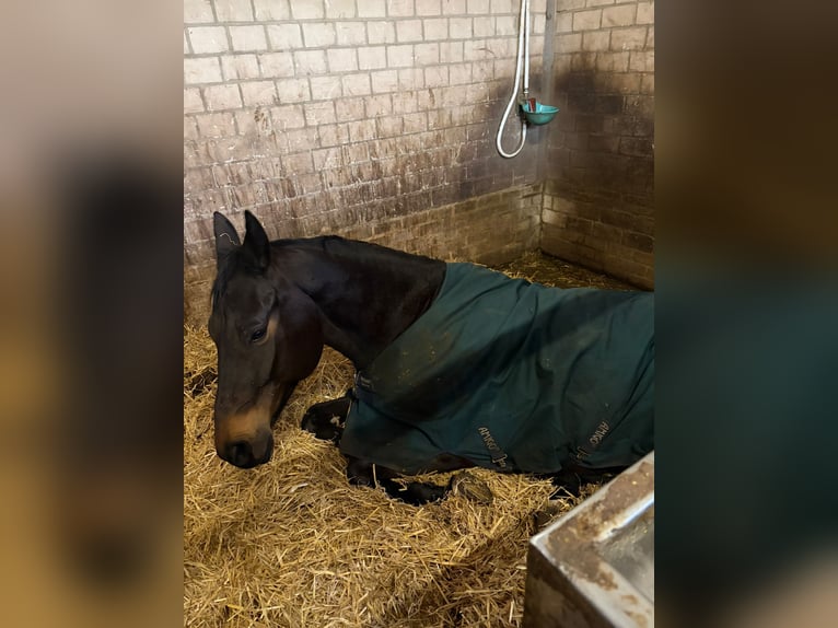 Trakehner Wallach 10 Jahre 170 cm Dunkelbrauner in Bad Oeynhausen