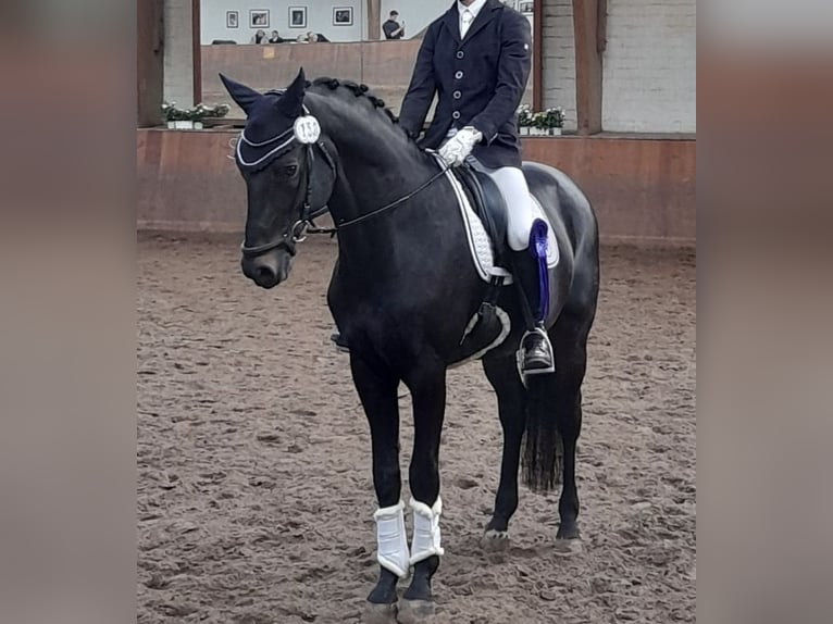 Trakehner Wallach 10 Jahre 171 cm Schwarzbrauner in Ahrensburg