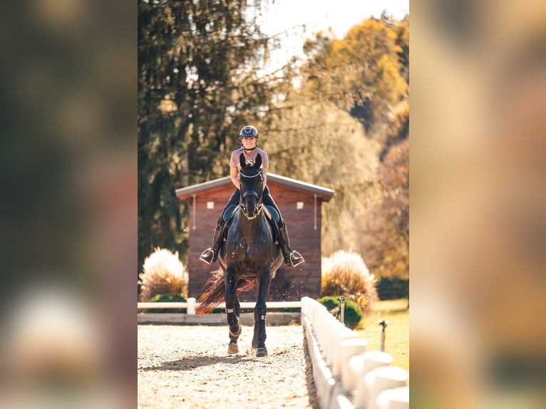 Trakehner Wallach 10 Jahre 175 cm Dunkelbrauner in Oisnitz