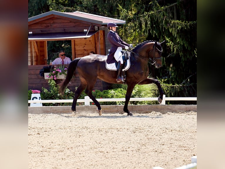 Trakehner Wallach 10 Jahre 175 cm Dunkelbrauner in Oisnitz
