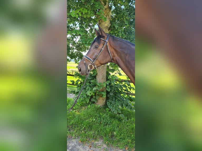 Trakehner Wallach 10 Jahre 175 cm Dunkelbrauner in Uslar