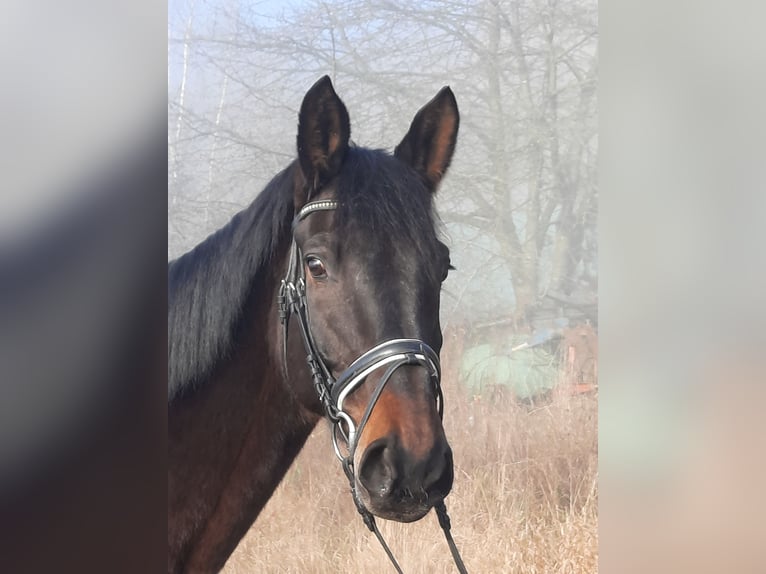 Trakehner Wallach 10 Jahre 175 cm Dunkelbrauner in Uslar