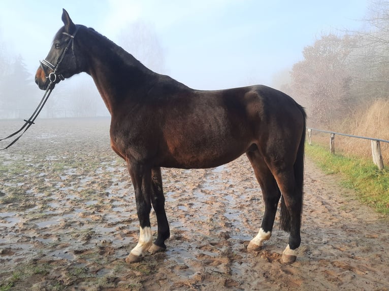Trakehner Wallach 10 Jahre 175 cm Dunkelbrauner in Uslar