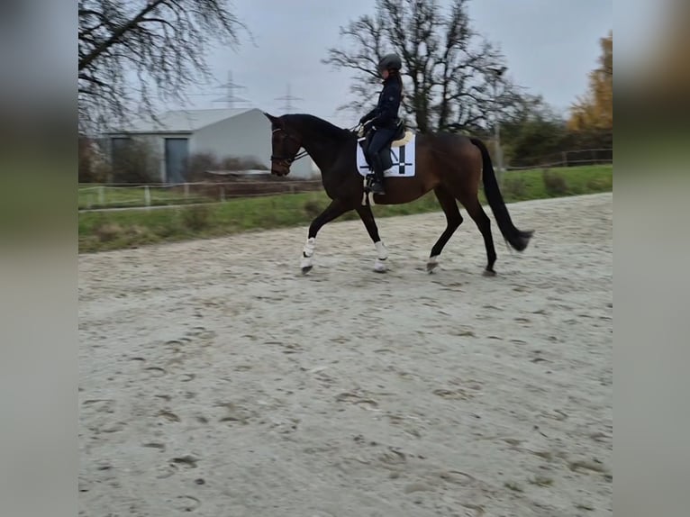 Trakehner Wallach 10 Jahre 176 cm Brauner in Bruchsal