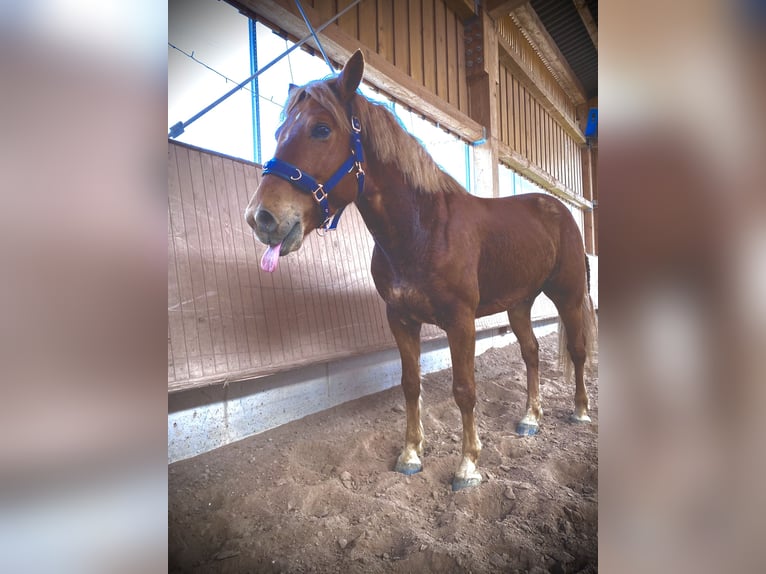 Trakehner Mix Wallach 11 Jahre 125 cm Fuchs in G&#xF6;ppingen