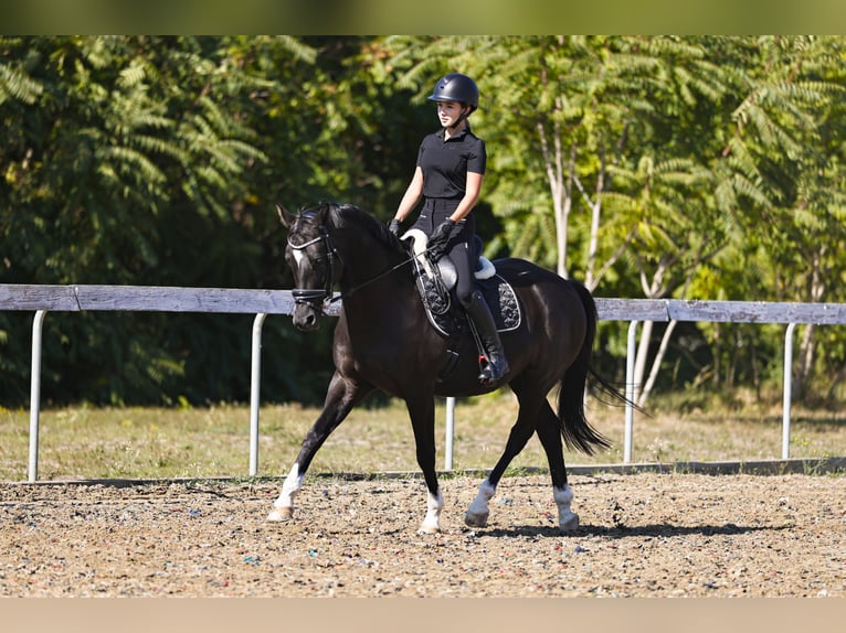 Trakehner Wallach 11 Jahre 162 cm Rappe in Sződliget