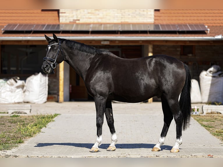 Trakehner Wallach 11 Jahre 162 cm Rappe in Sződliget