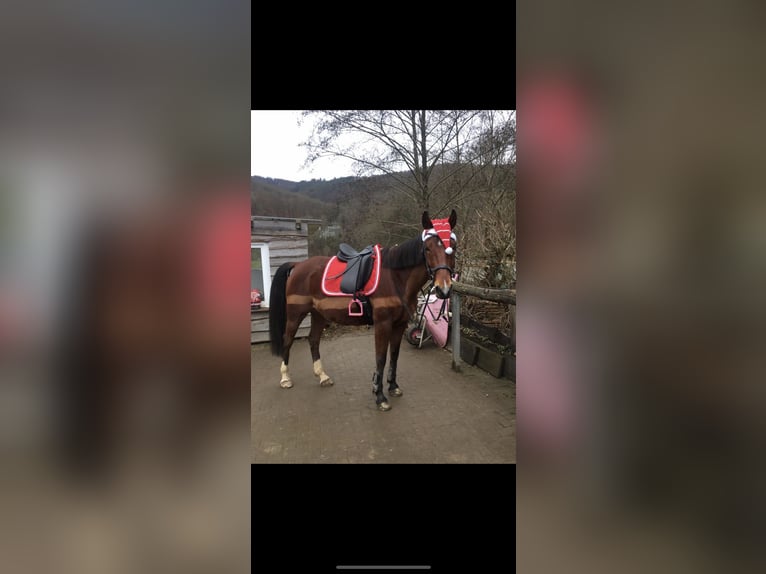 Trakehner Mix Wallach 11 Jahre 164 cm Brauner in Netphen