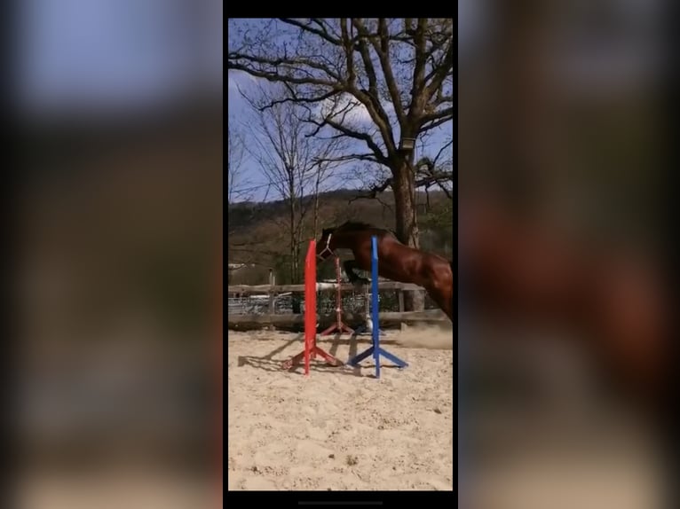 Trakehner Mix Wallach 11 Jahre 164 cm Brauner in Netphen