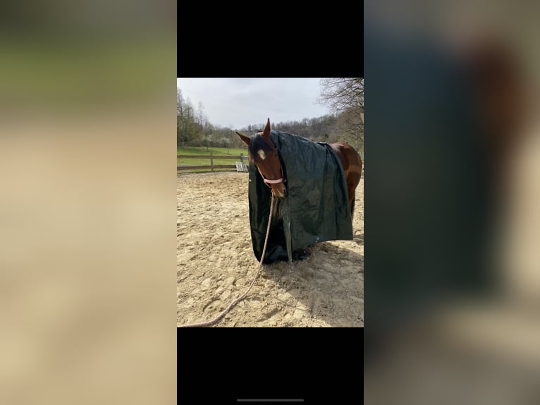 Trakehner Mix Wallach 11 Jahre 164 cm Brauner in Netphen