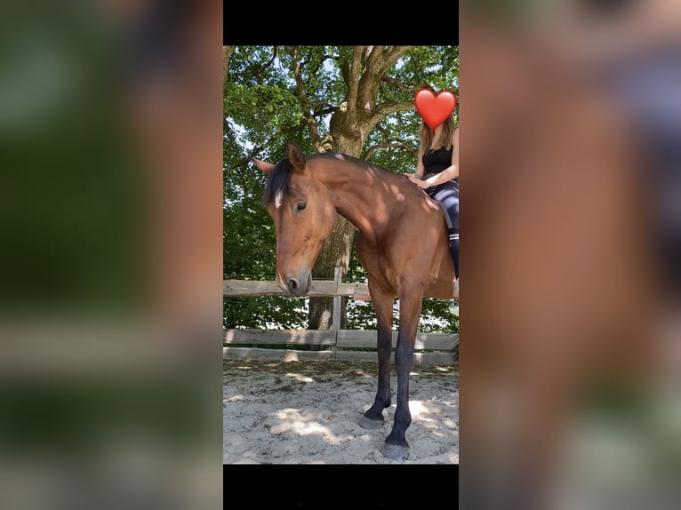 Trakehner Mix Wallach 11 Jahre 164 cm Brauner in Netphen