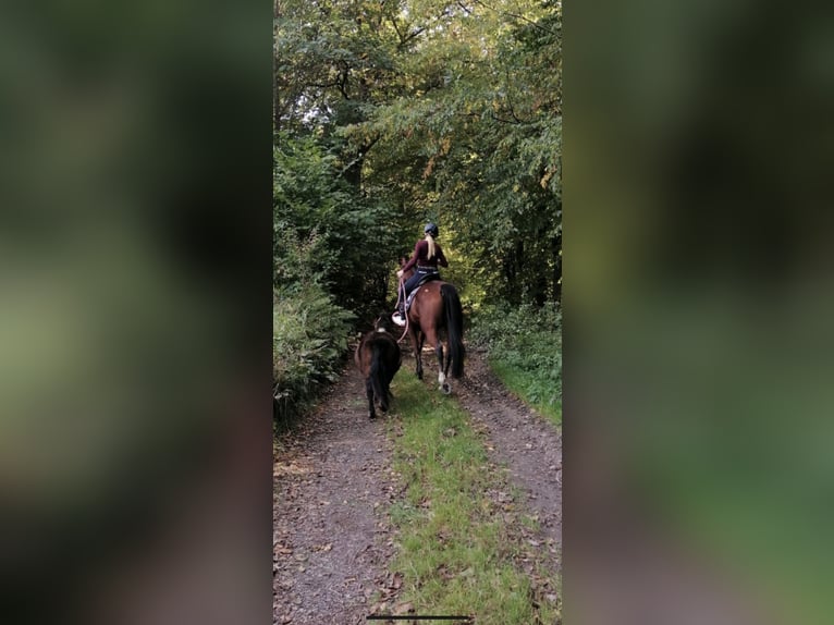Trakehner Mix Wallach 11 Jahre 164 cm Brauner in Netphen