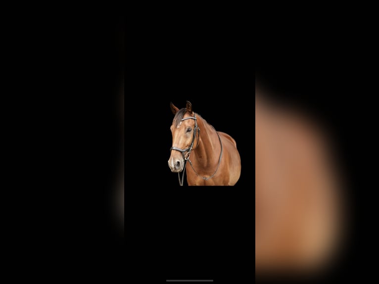 Trakehner Mix Wallach 11 Jahre 164 cm Brauner in Netphen