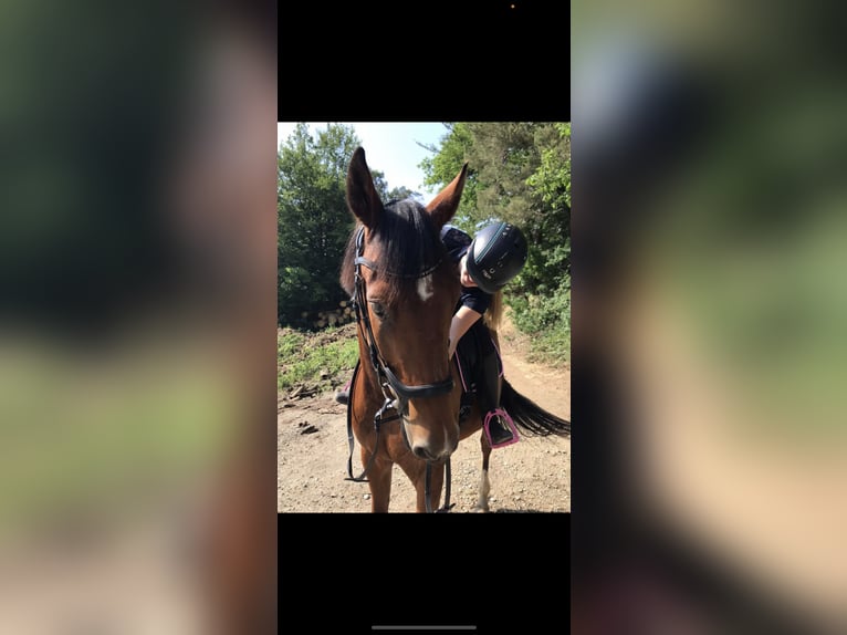 Trakehner Mix Wallach 11 Jahre 164 cm Brauner in Netphen