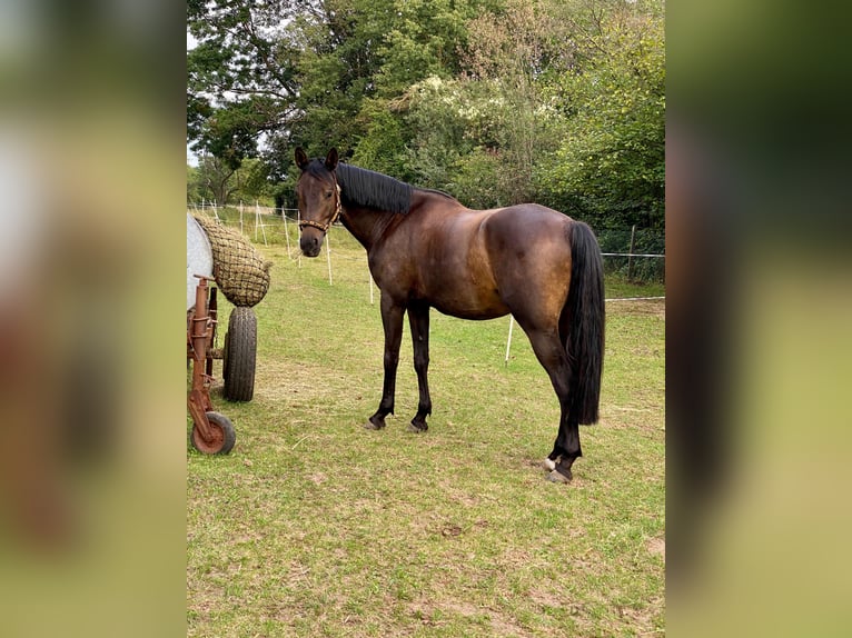 Trakehner Wallach 11 Jahre 165 cm Brauner in Buseck