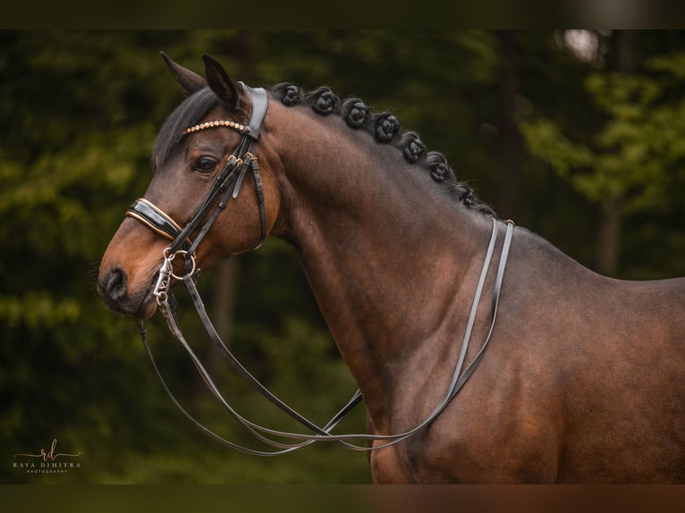 Trakehner Wallach 11 Jahre 165 cm Dunkelbrauner in Wehringen